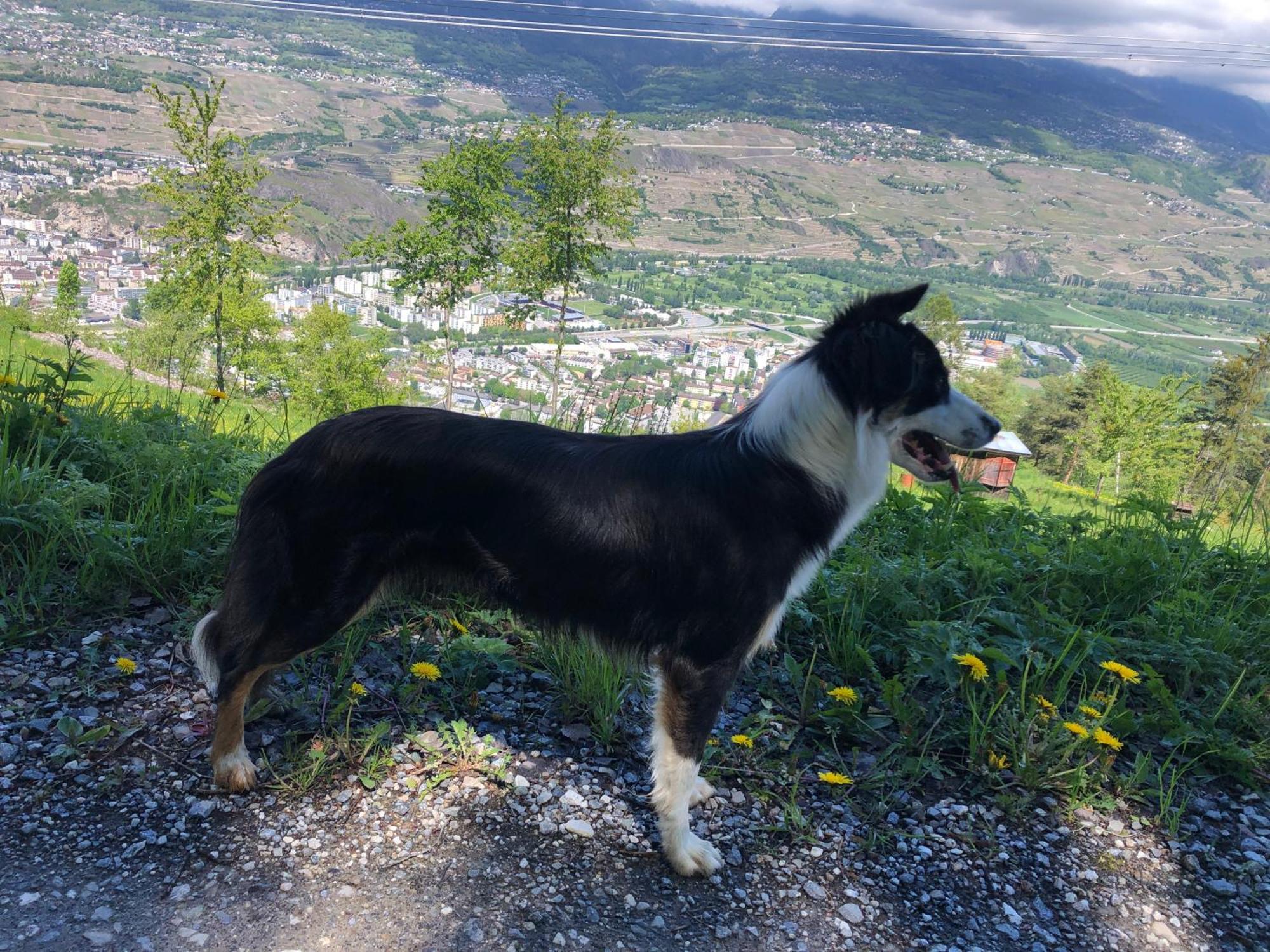 Domaine Bellevie Bnb Vex Eksteriør billede